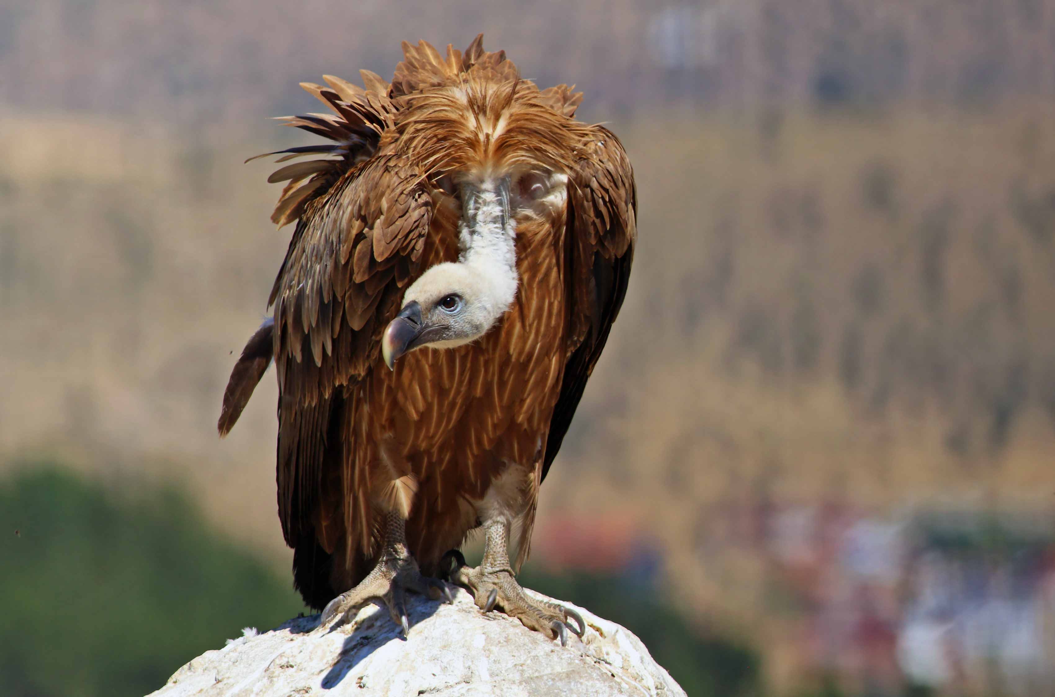 Eurasian Griffon